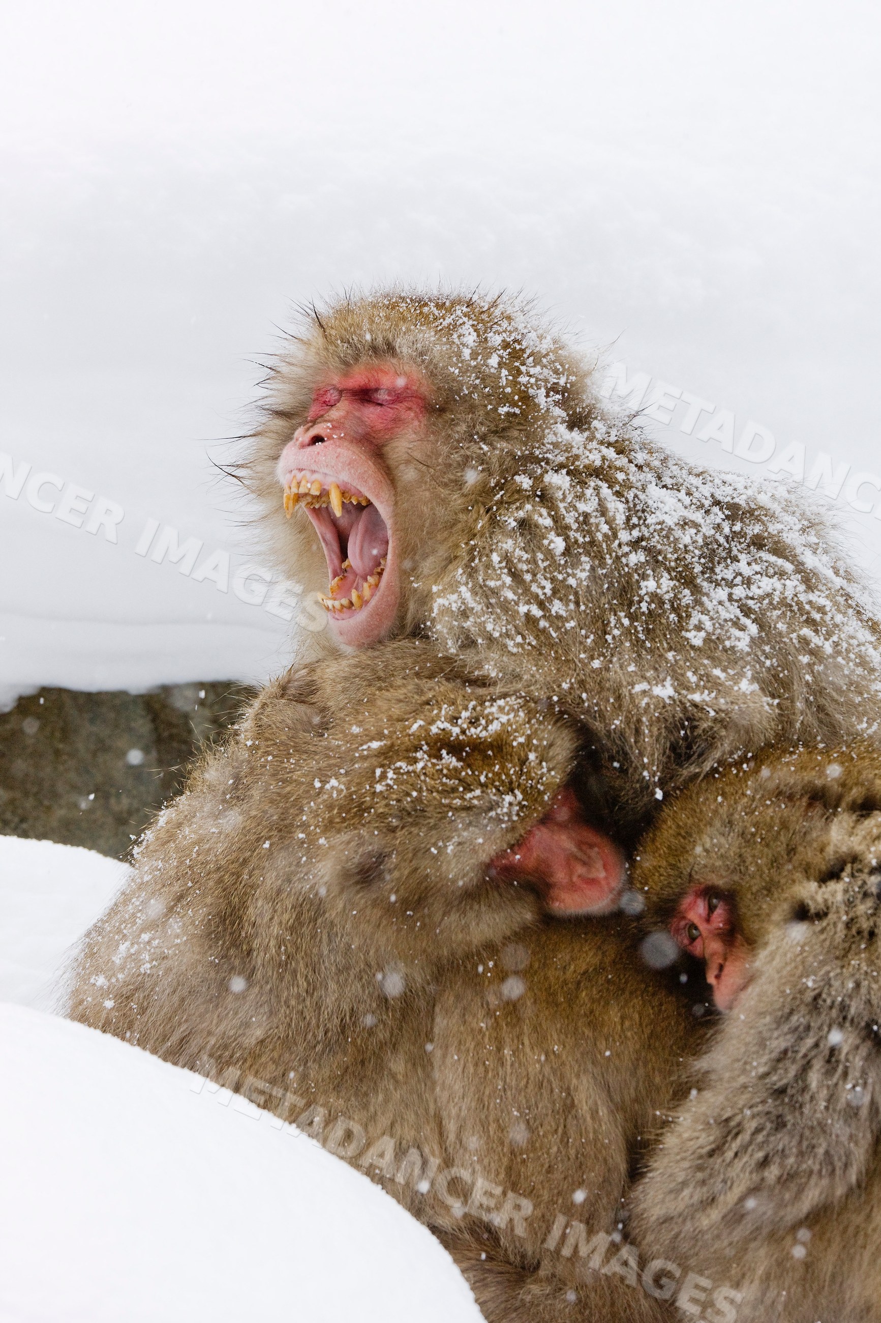 Japanese macaques huddling in snow japan