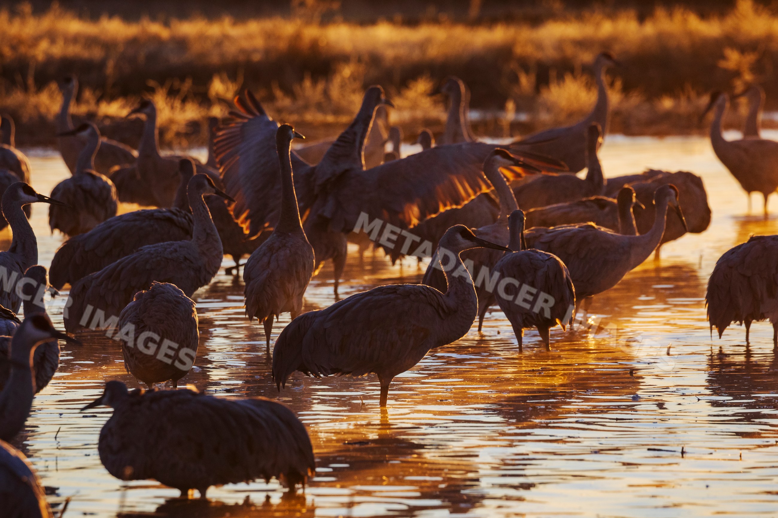 Sandhill Cranes in Golden Backlight at ladd s gordon waterfowl complex