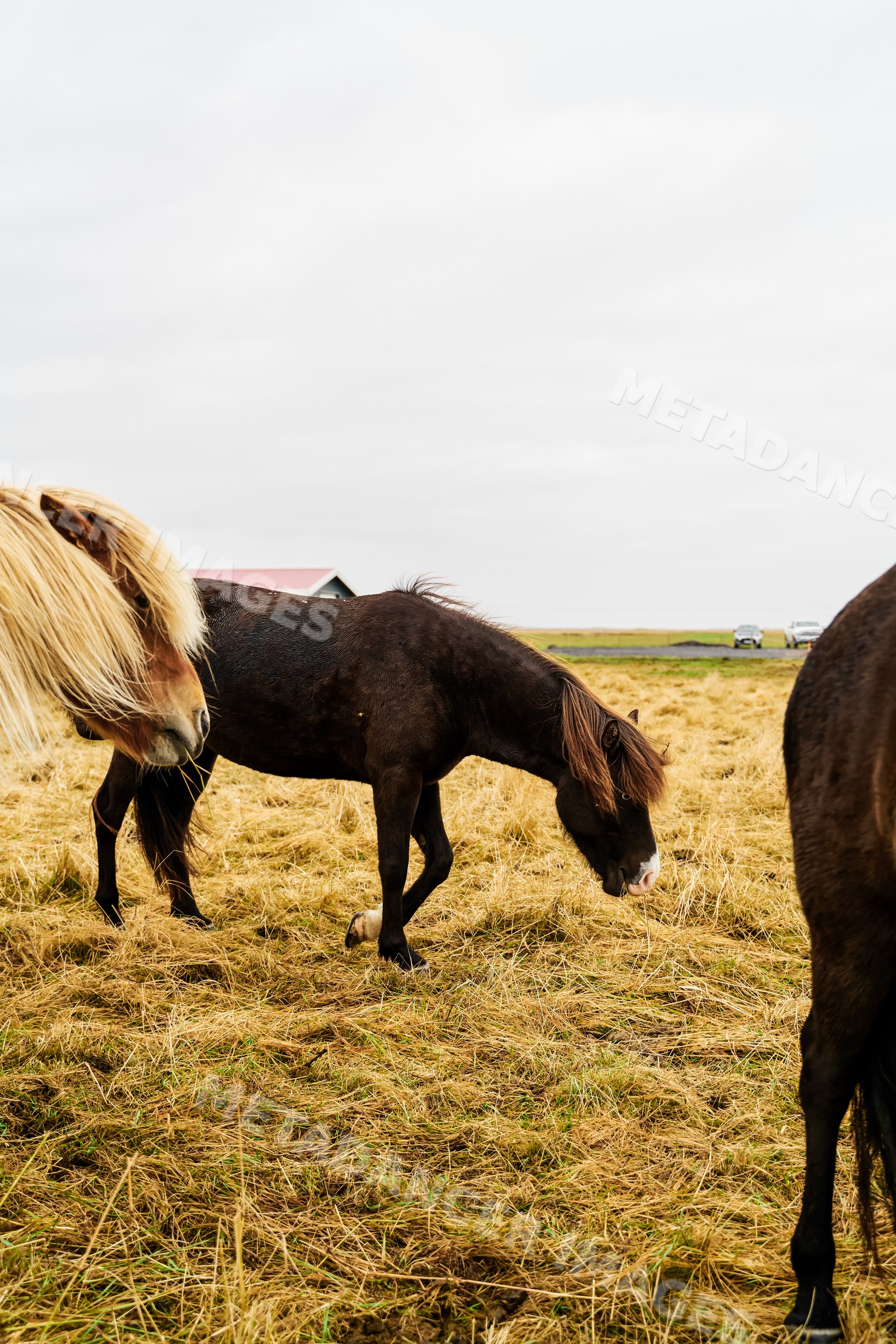 Horses grazing in a grassy field under cloudy skies