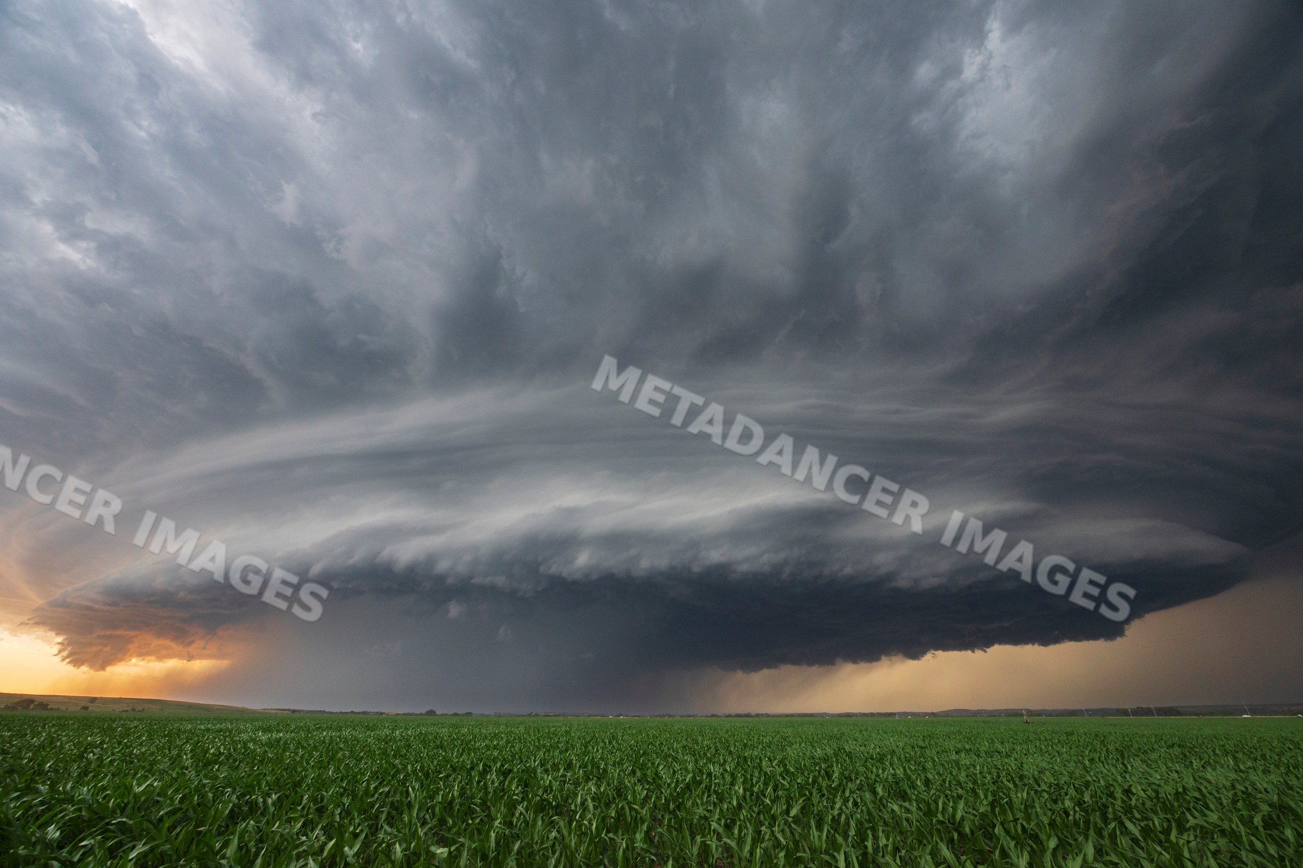 Supercell storm with tornado warning at Sunset over a cornfield