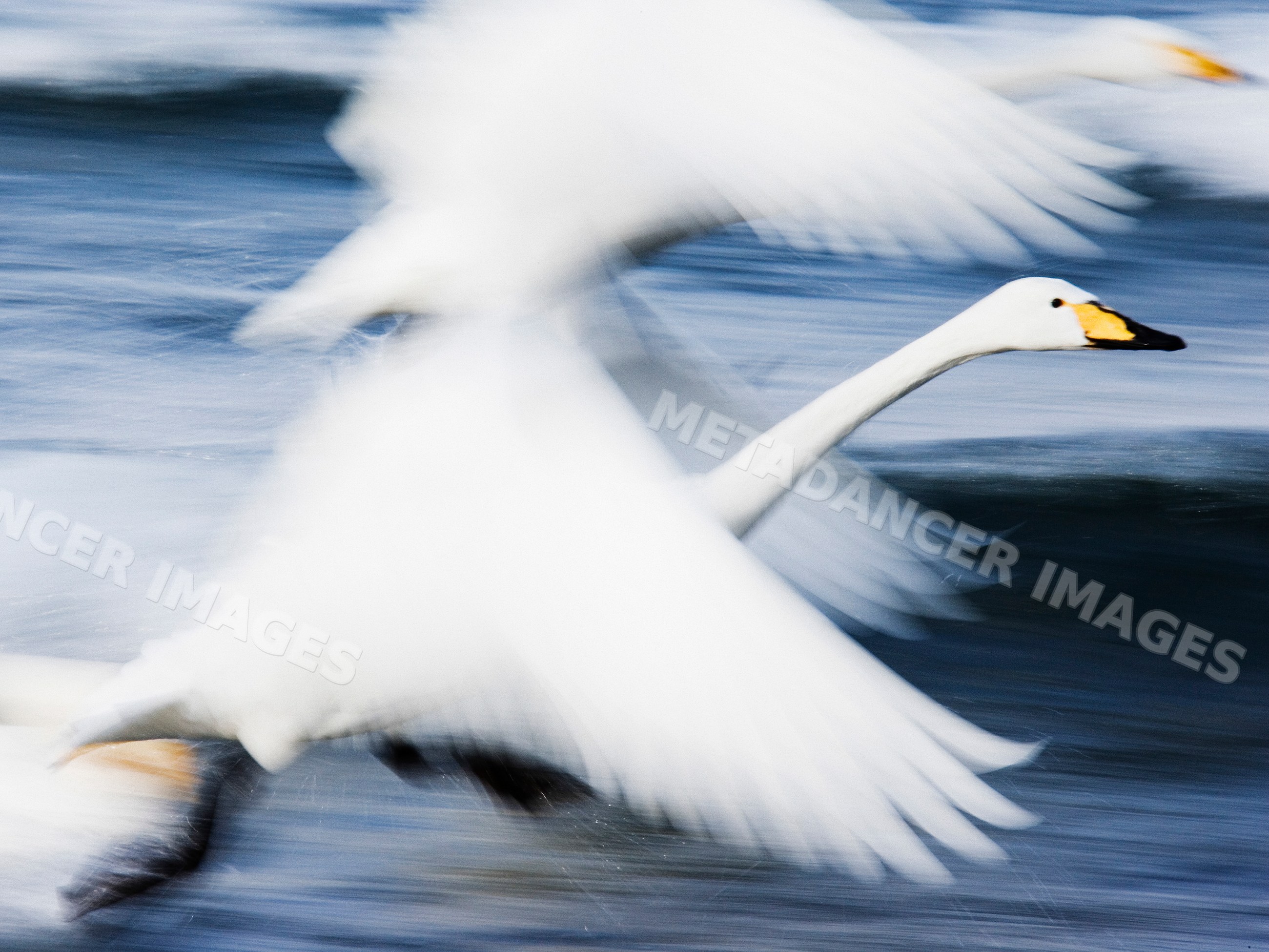 Whooper swans in flight over water, japan