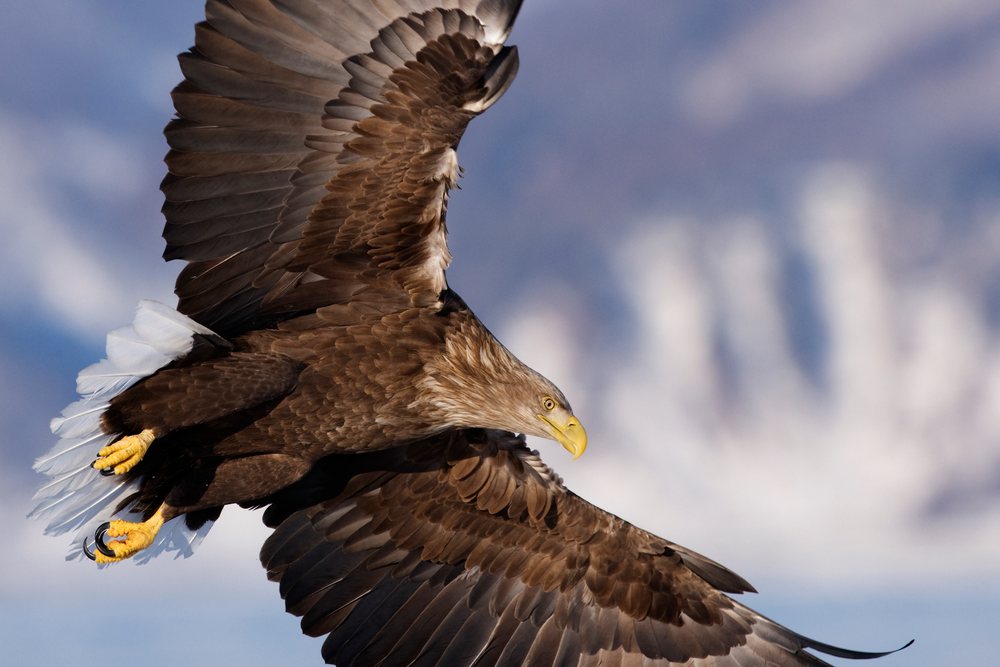 White-tailed eagle in flight over nemuro channel