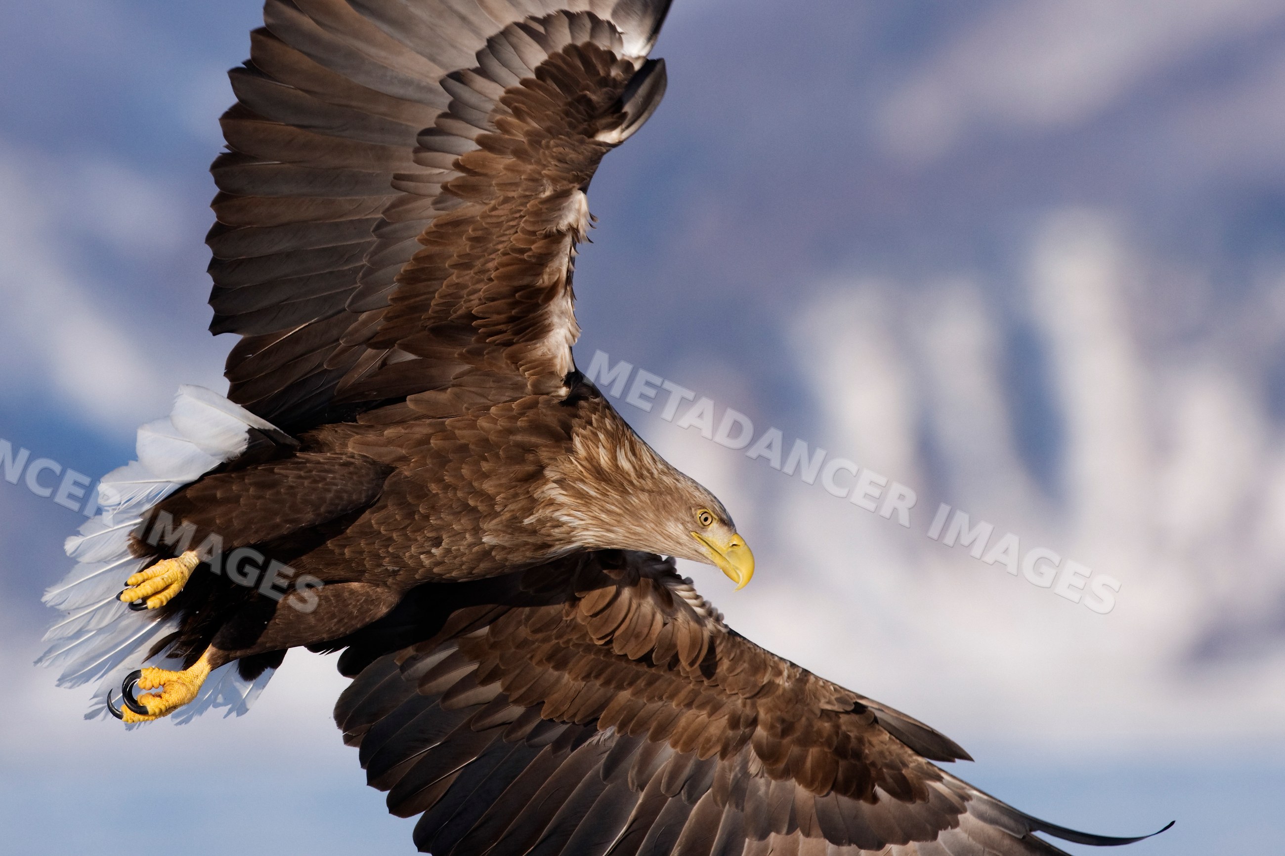 White-tailed eagle in flight over nemuro channel