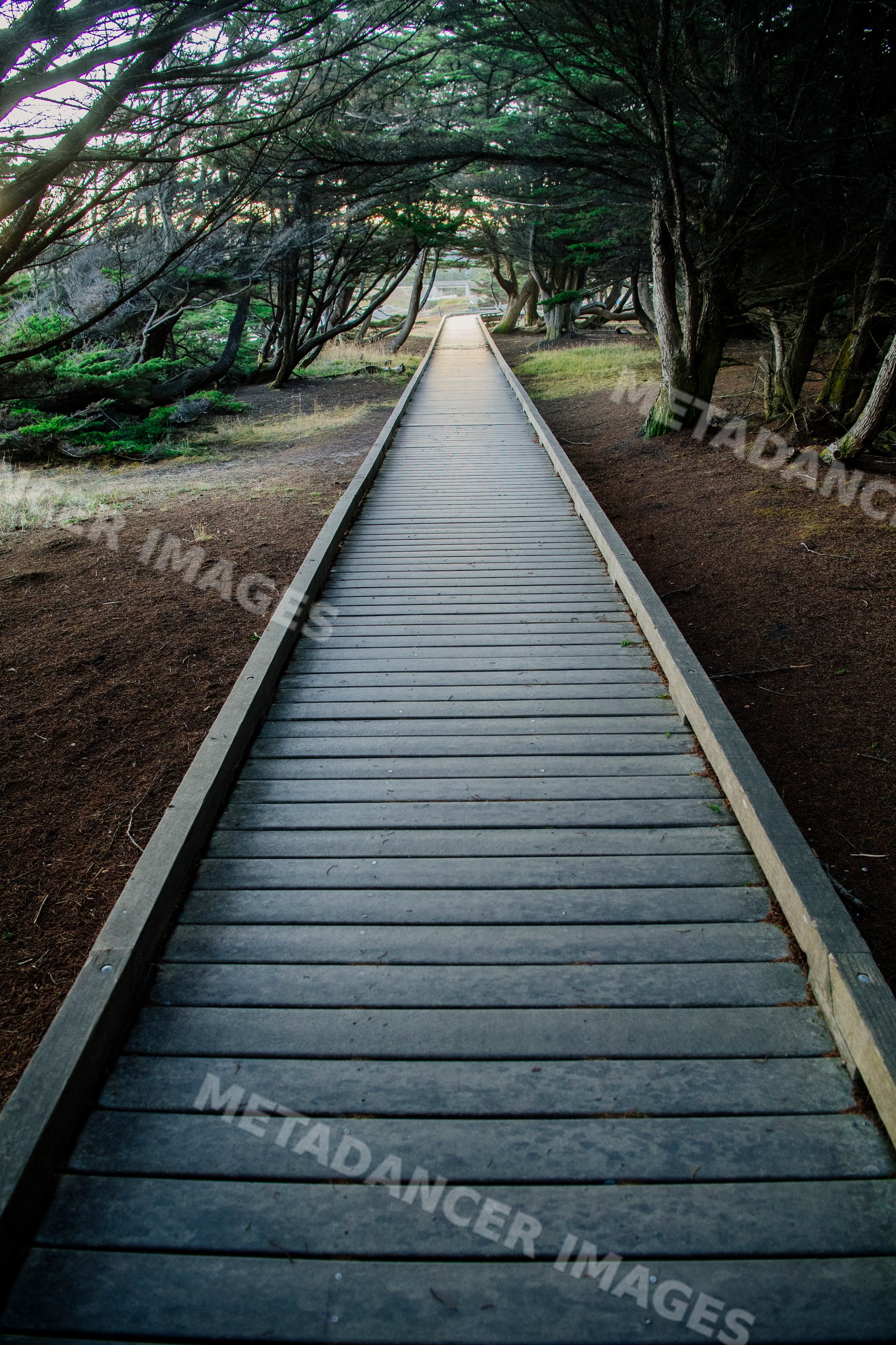 Wooden boardwalk trail through forest