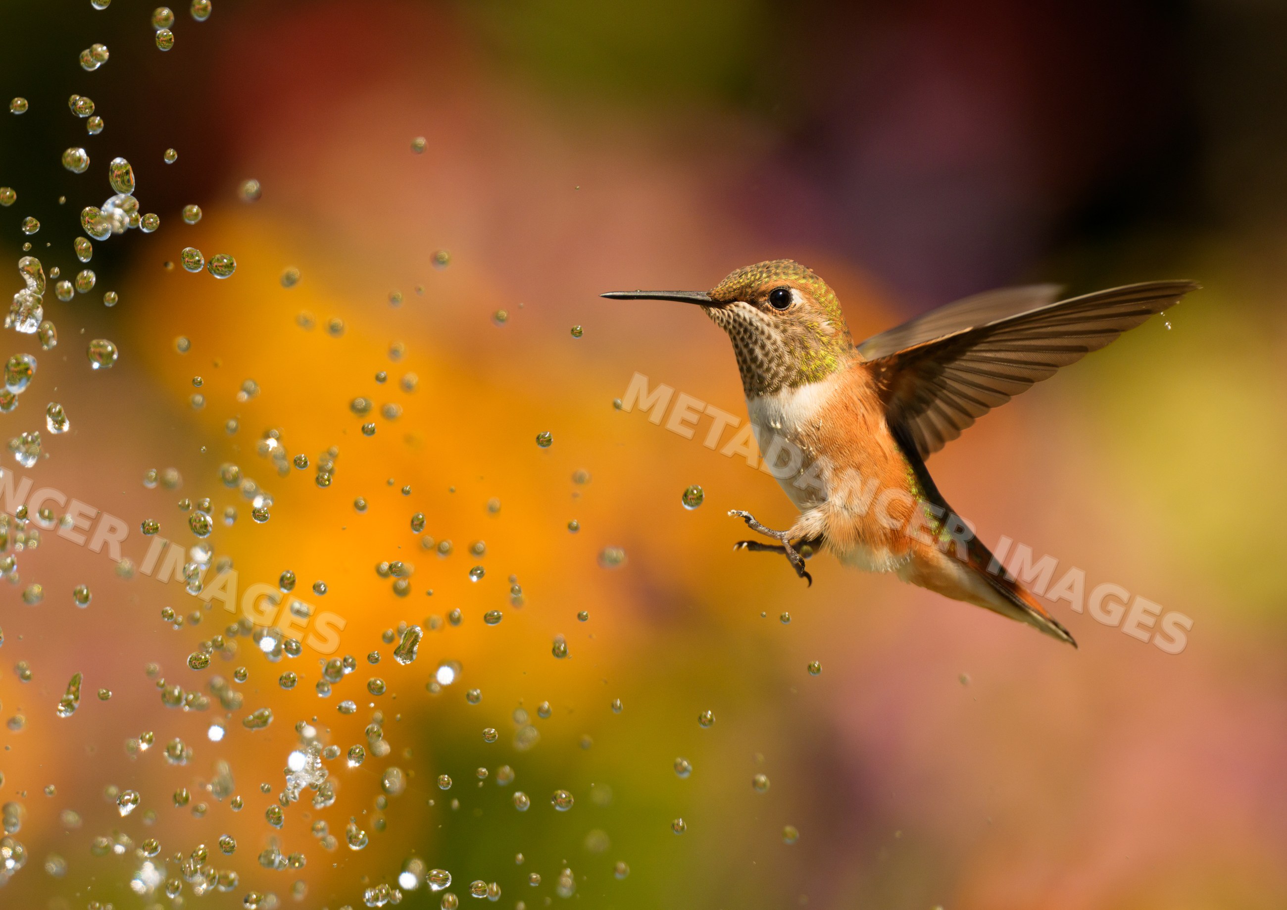 Hummingbird flying near splashing water droplets in nature