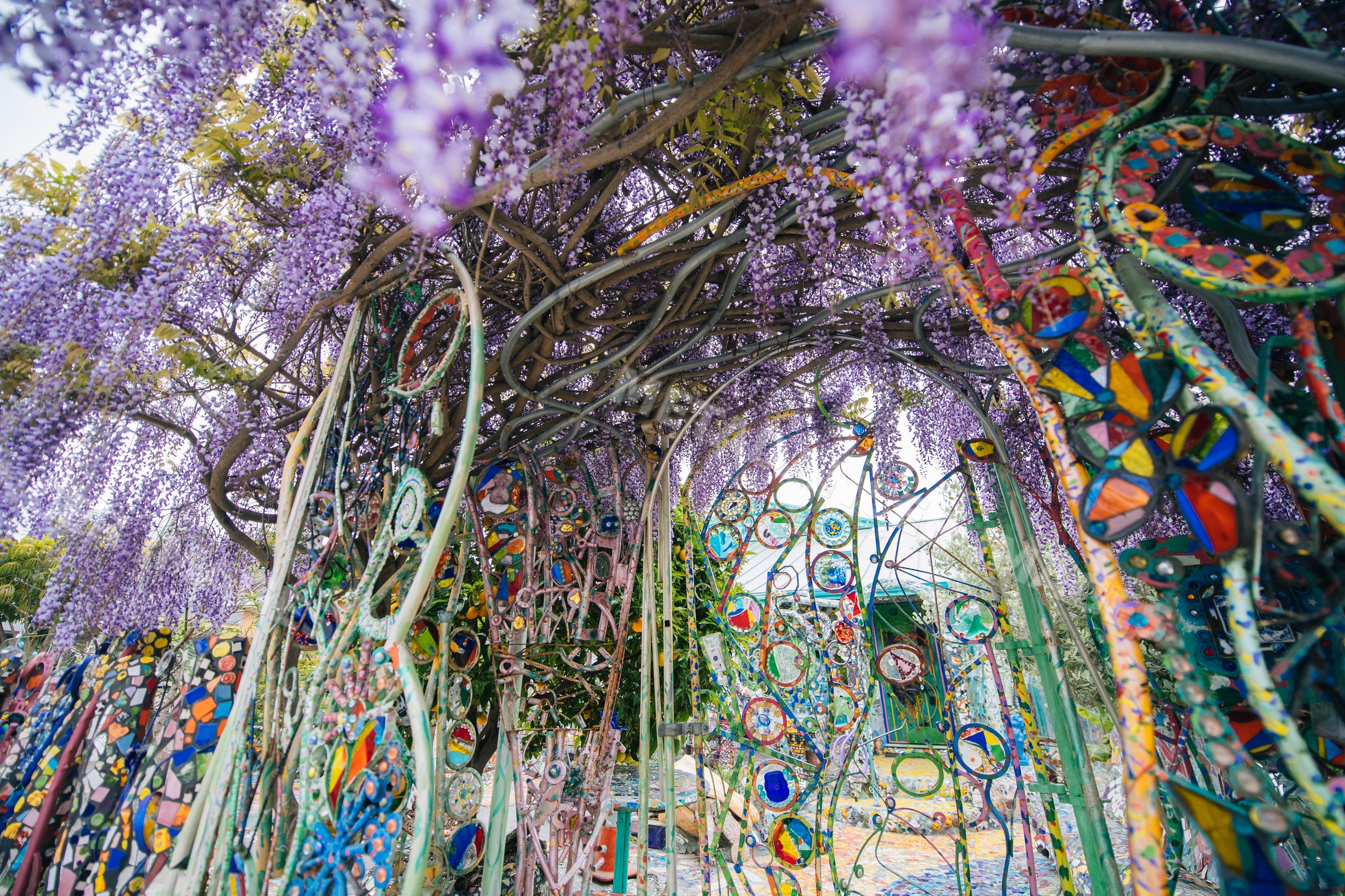Wisteria vine over mosaic arch in outdoor garden setting