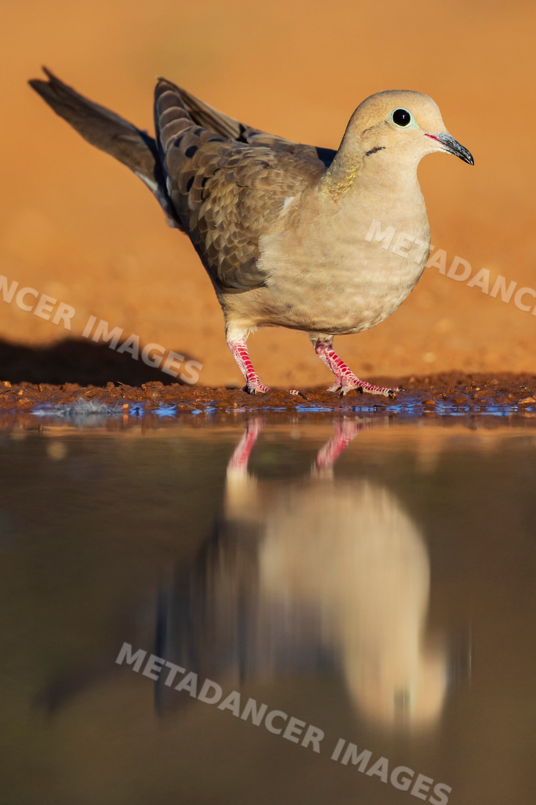 Mourning dove by waterhole