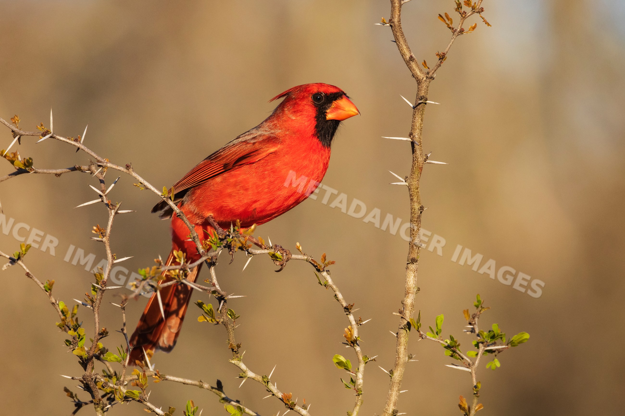 Northern Cardinal perched on thorny branch in texas wildlife