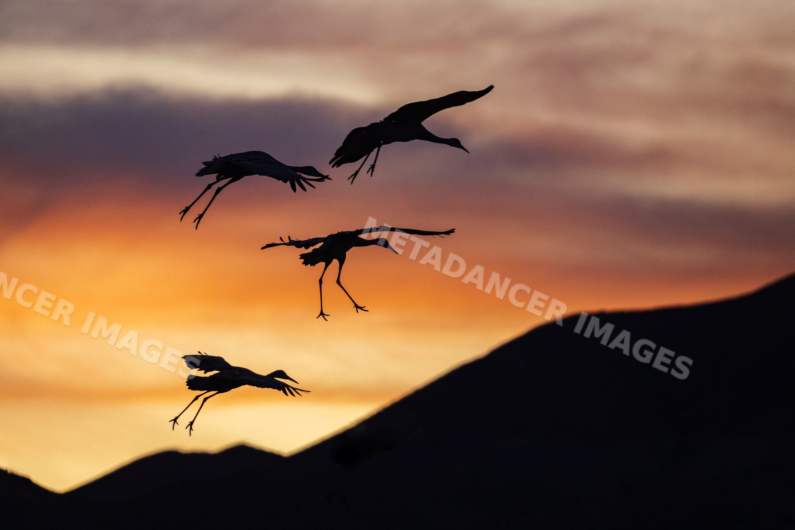 Sanhill cranes landing at Sunset in New Mexico desert