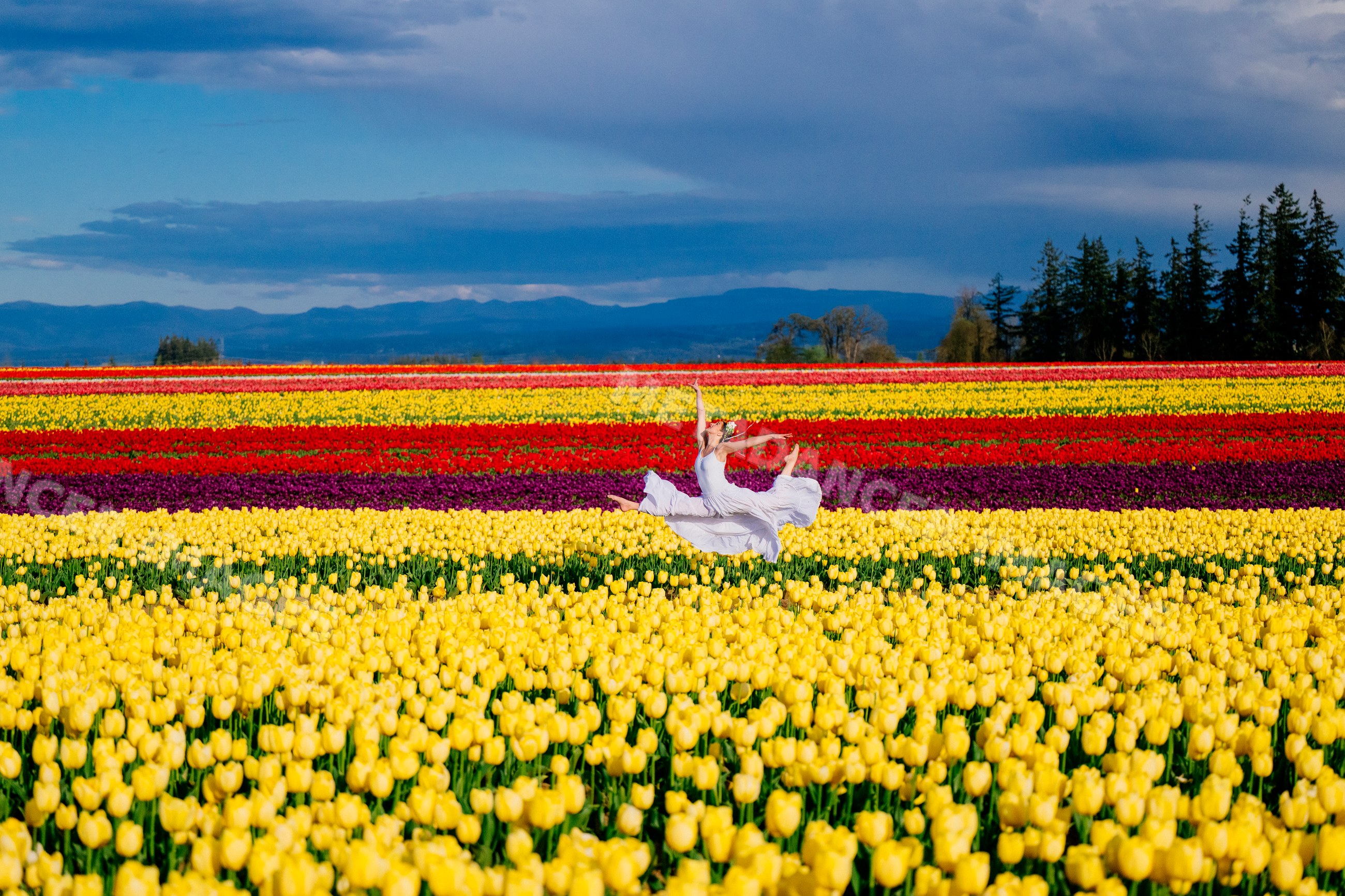 Ballet white dancer leaping over colorful tulip fields