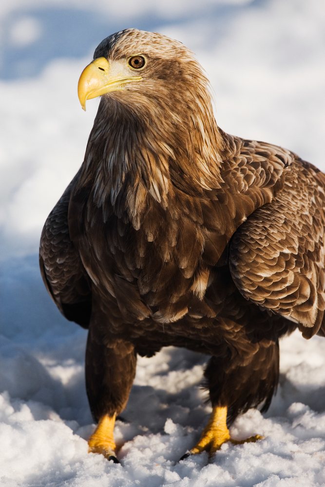White-tailed eagle standing on snow Japan