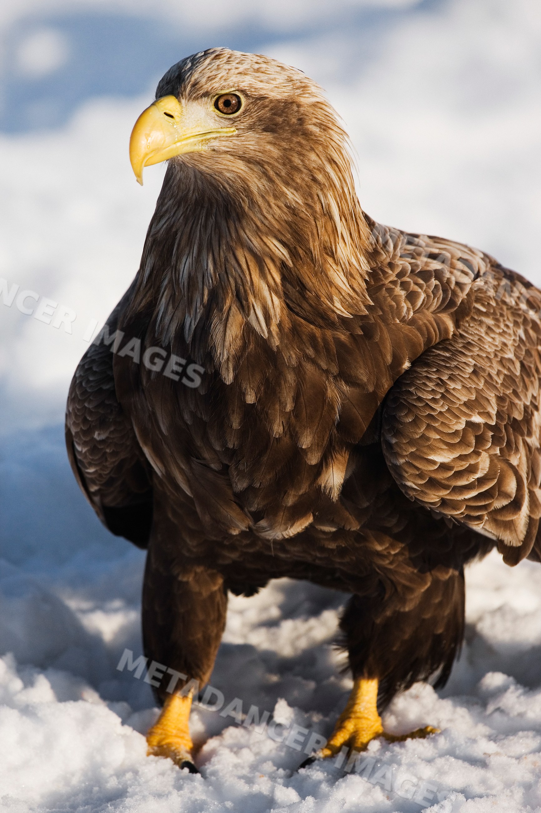 White-tailed eagle standing on snow Japan