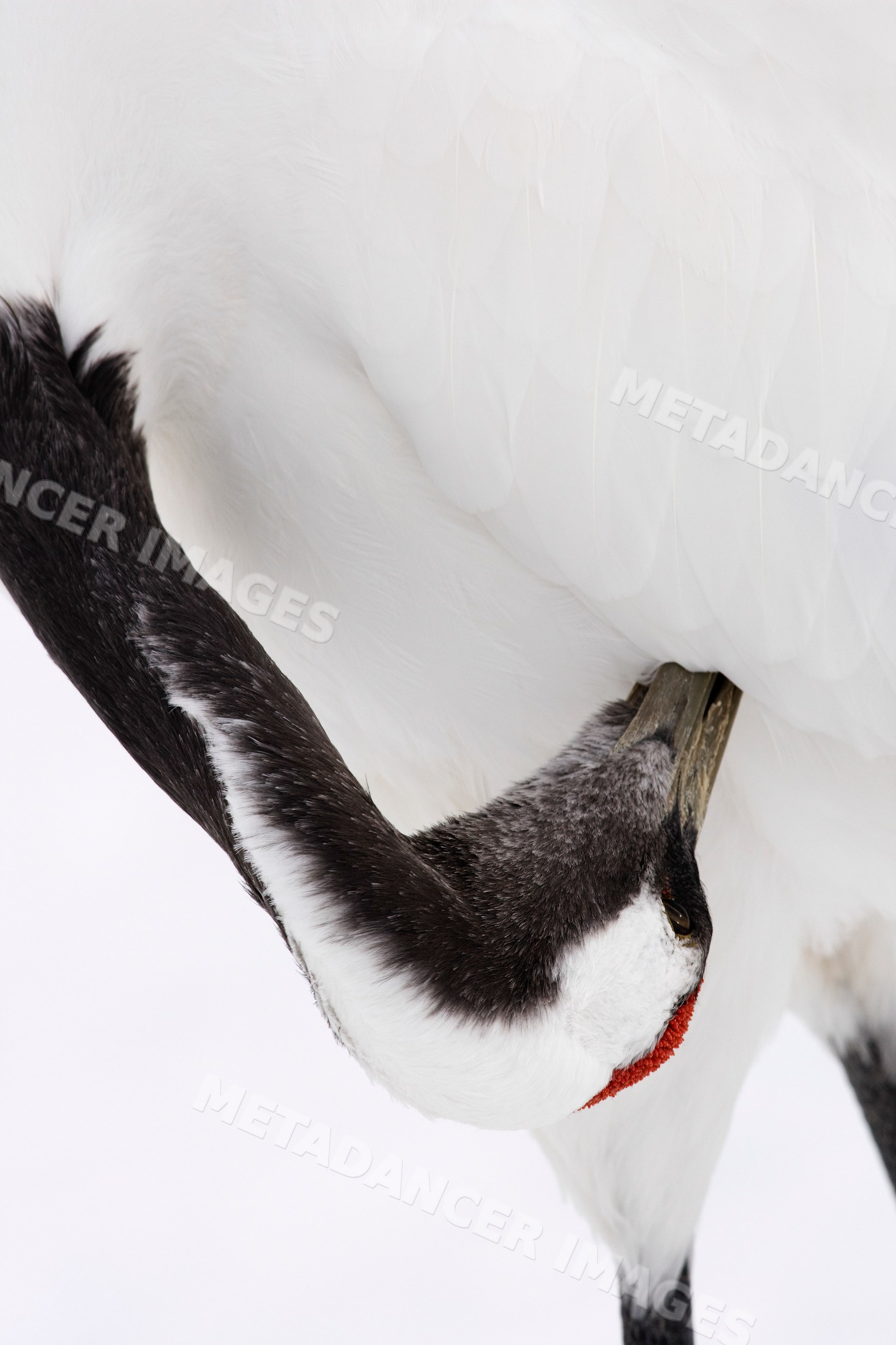 Red-crowned crane preening feathers in snowy environment