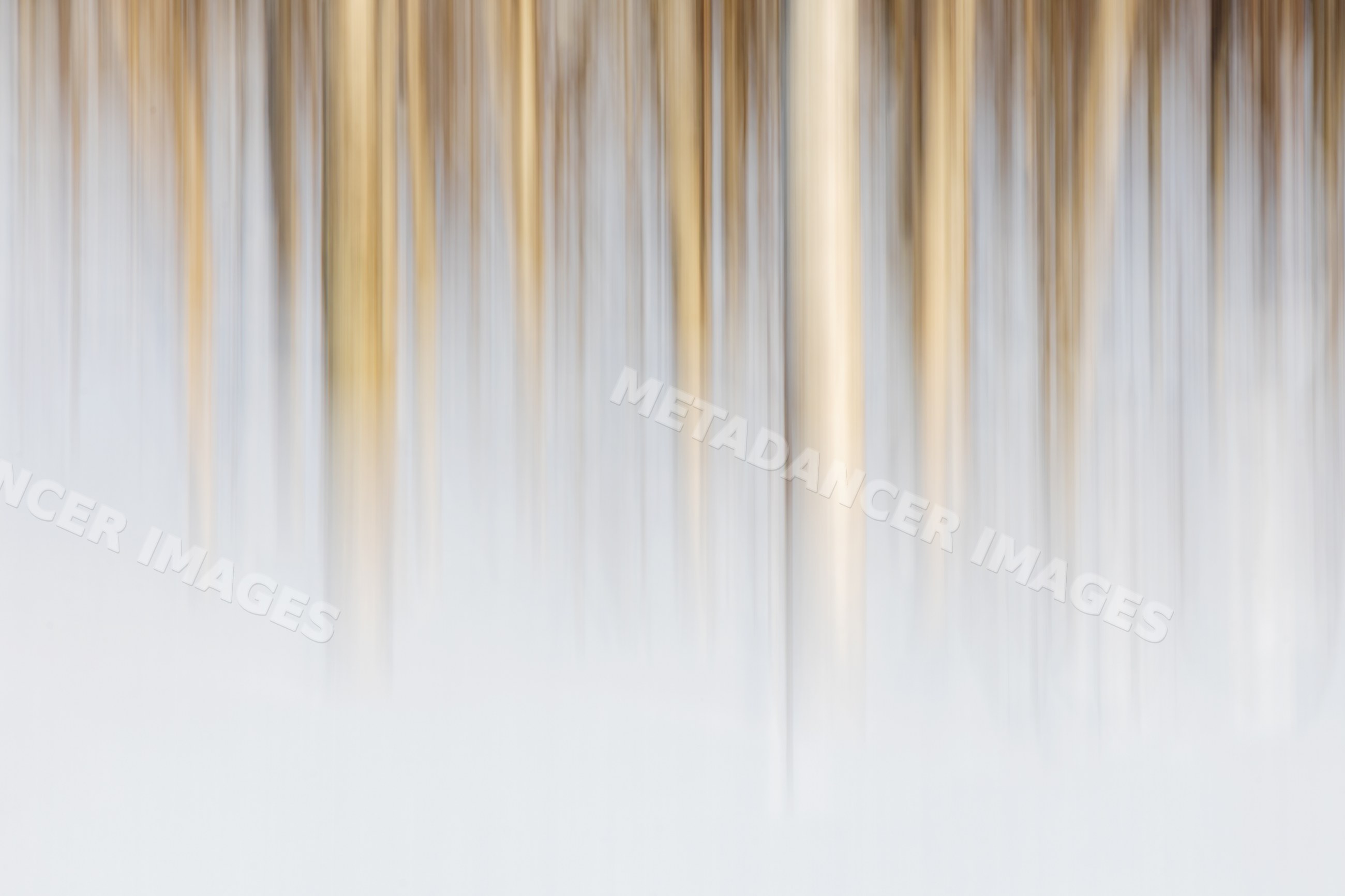 Silver Birch Trees in a Snowy Field in tromsø Norway