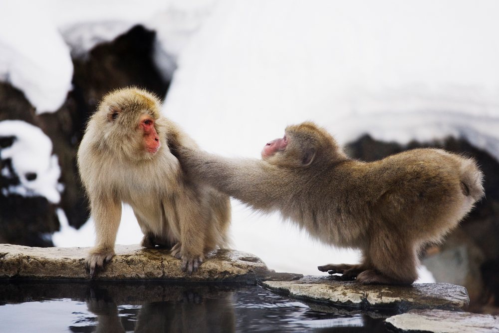 Japanese macaques grooming beside hot spring in snowy nagano
