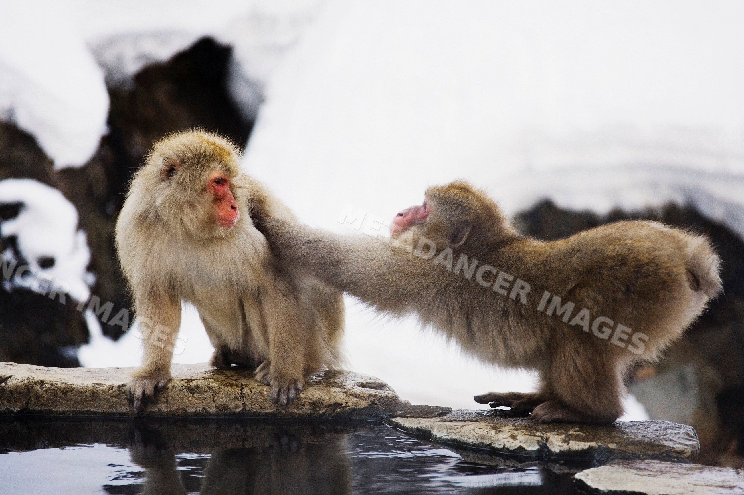 Japanese macaques grooming beside hot spring in snowy nagano