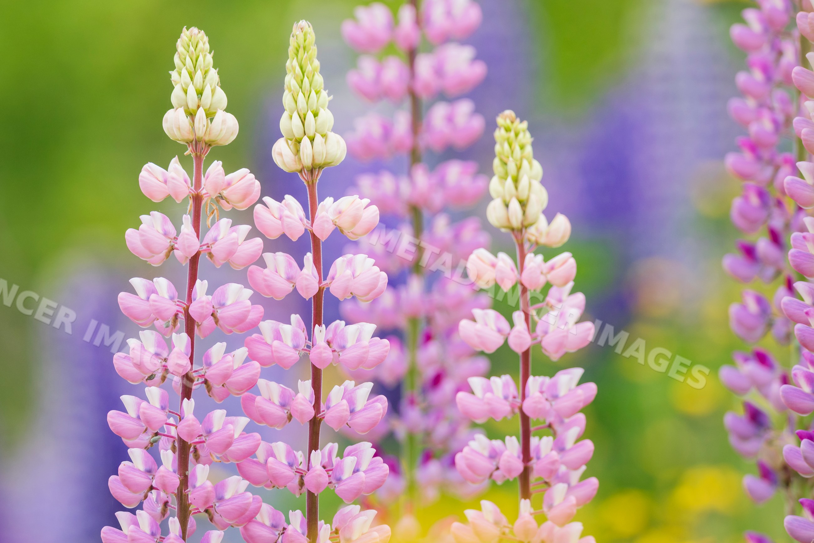 Pink Lupines blooming in a meadow in summerford, Canada