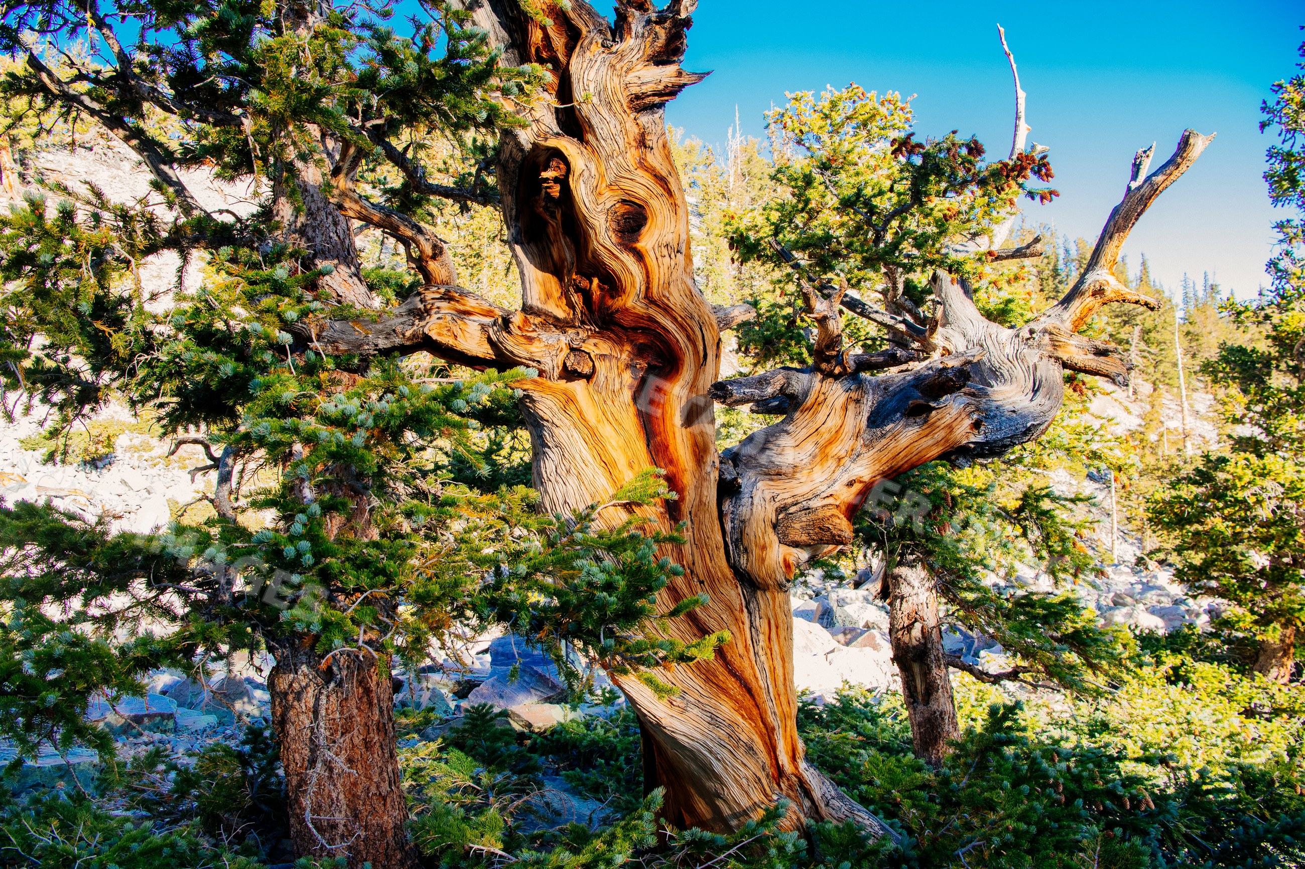 Gnarled ancient tree with exposed wood in pine forest landscape