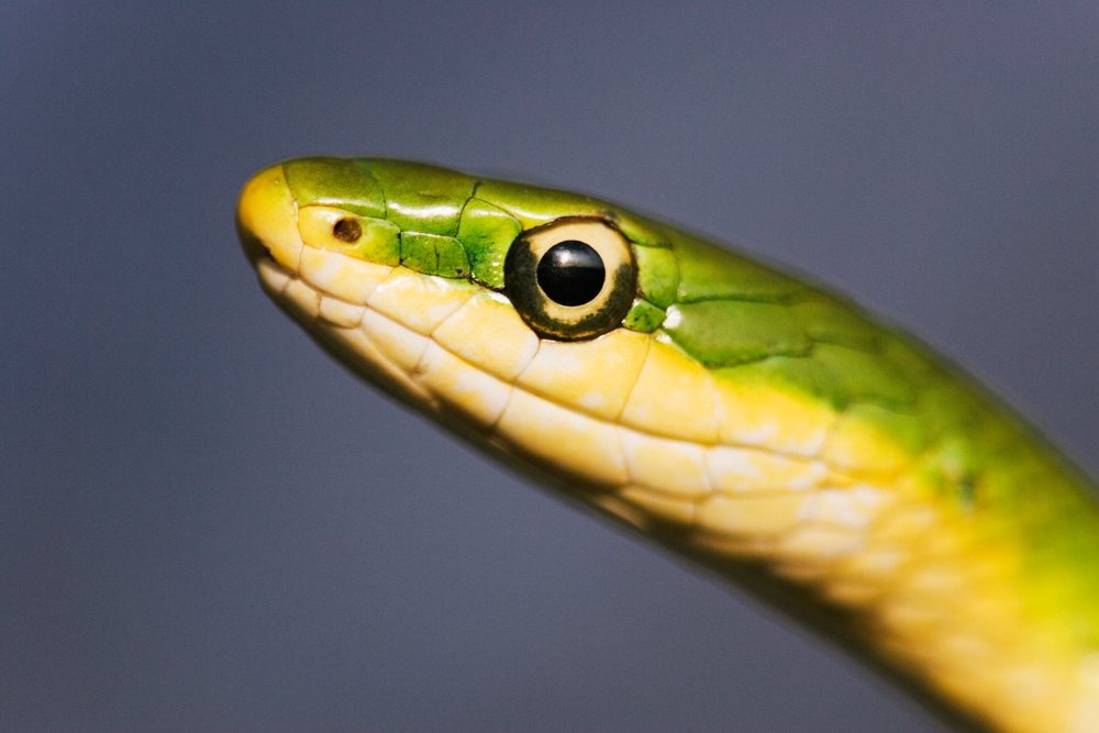 Green tree snake head close-up in Texas, USA