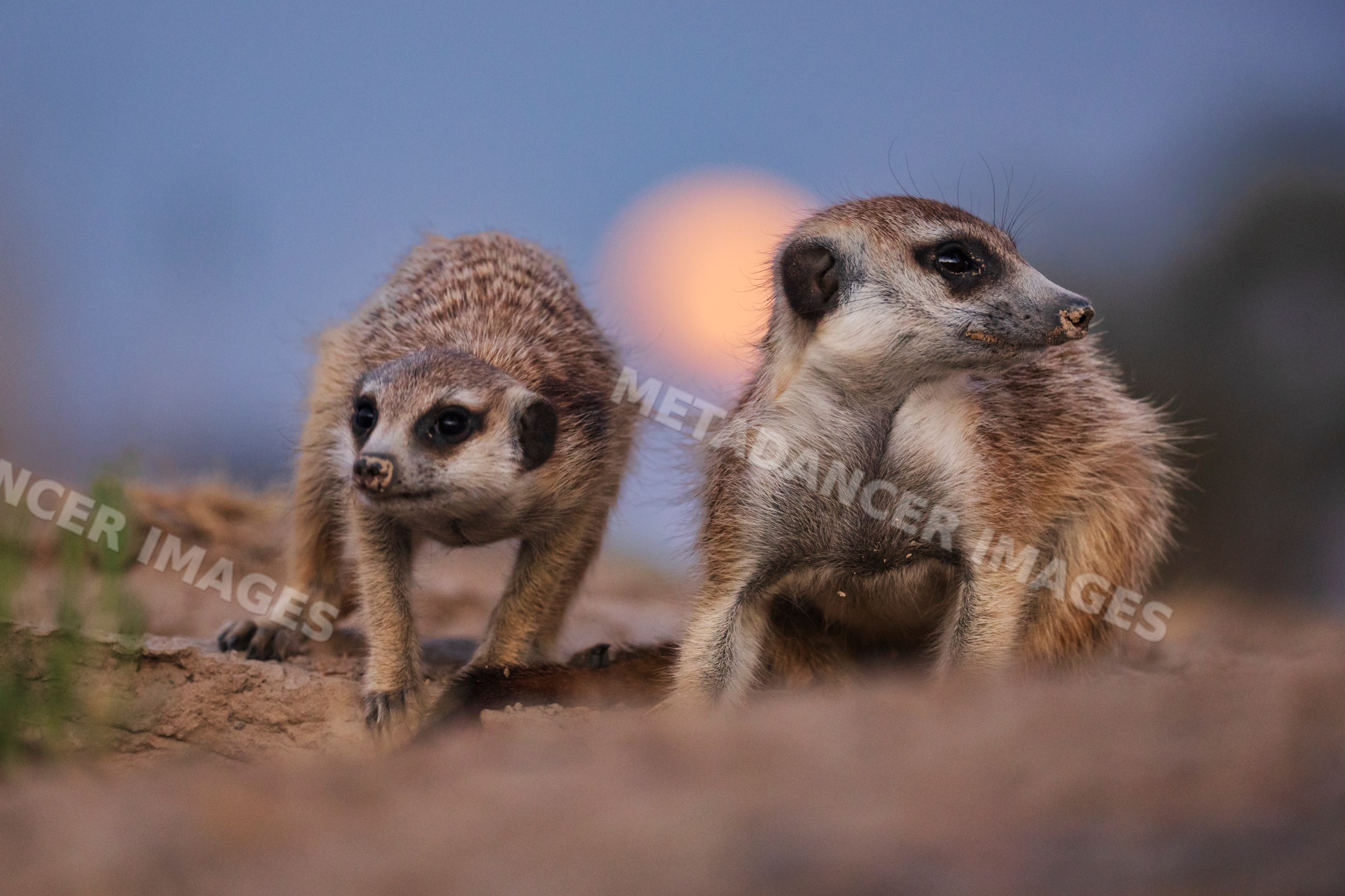 Meerkats standing alert at moonrise in South Africa's Kalahari Desert