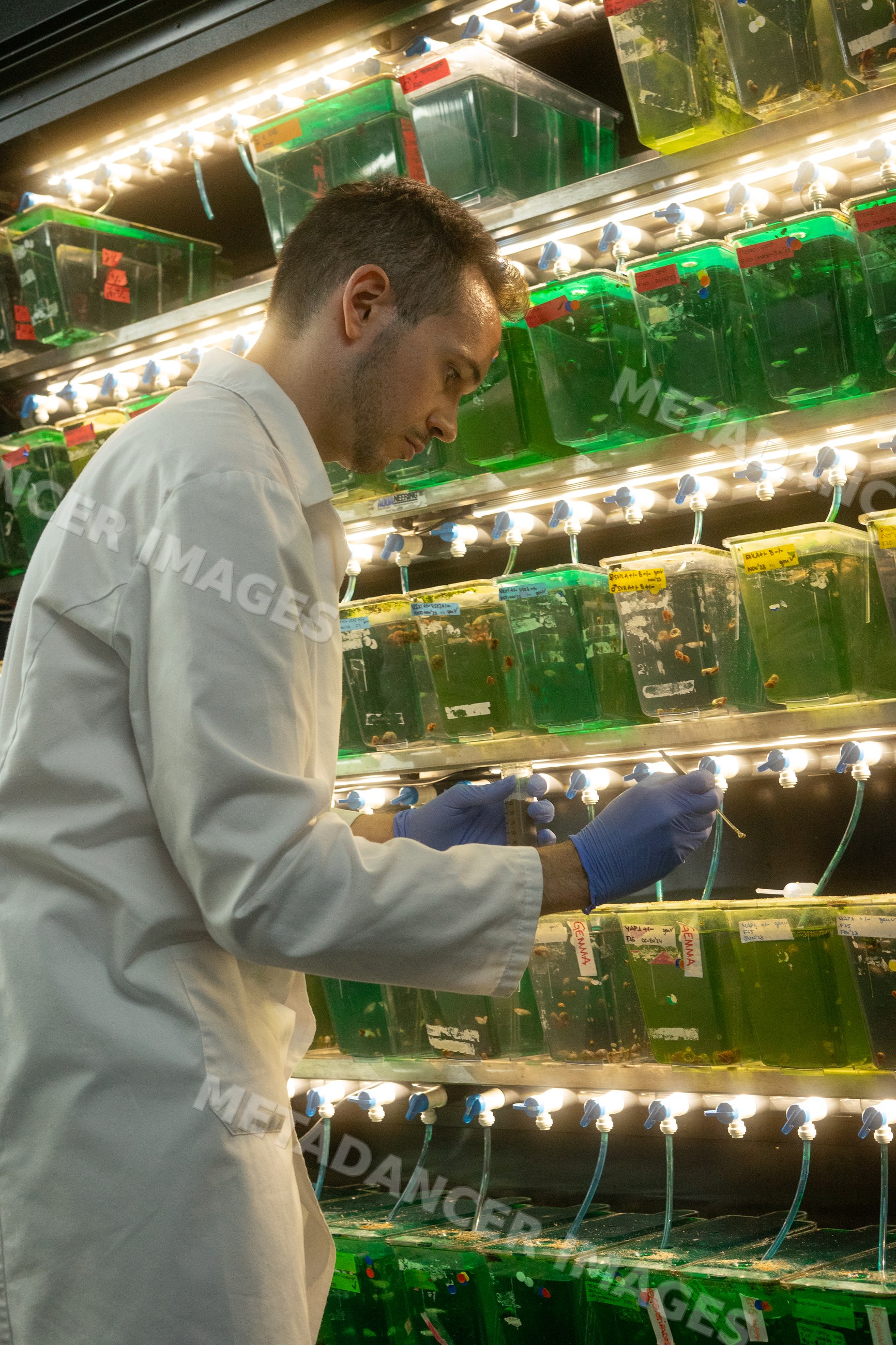 Scientist collecting samples from aquatic containers