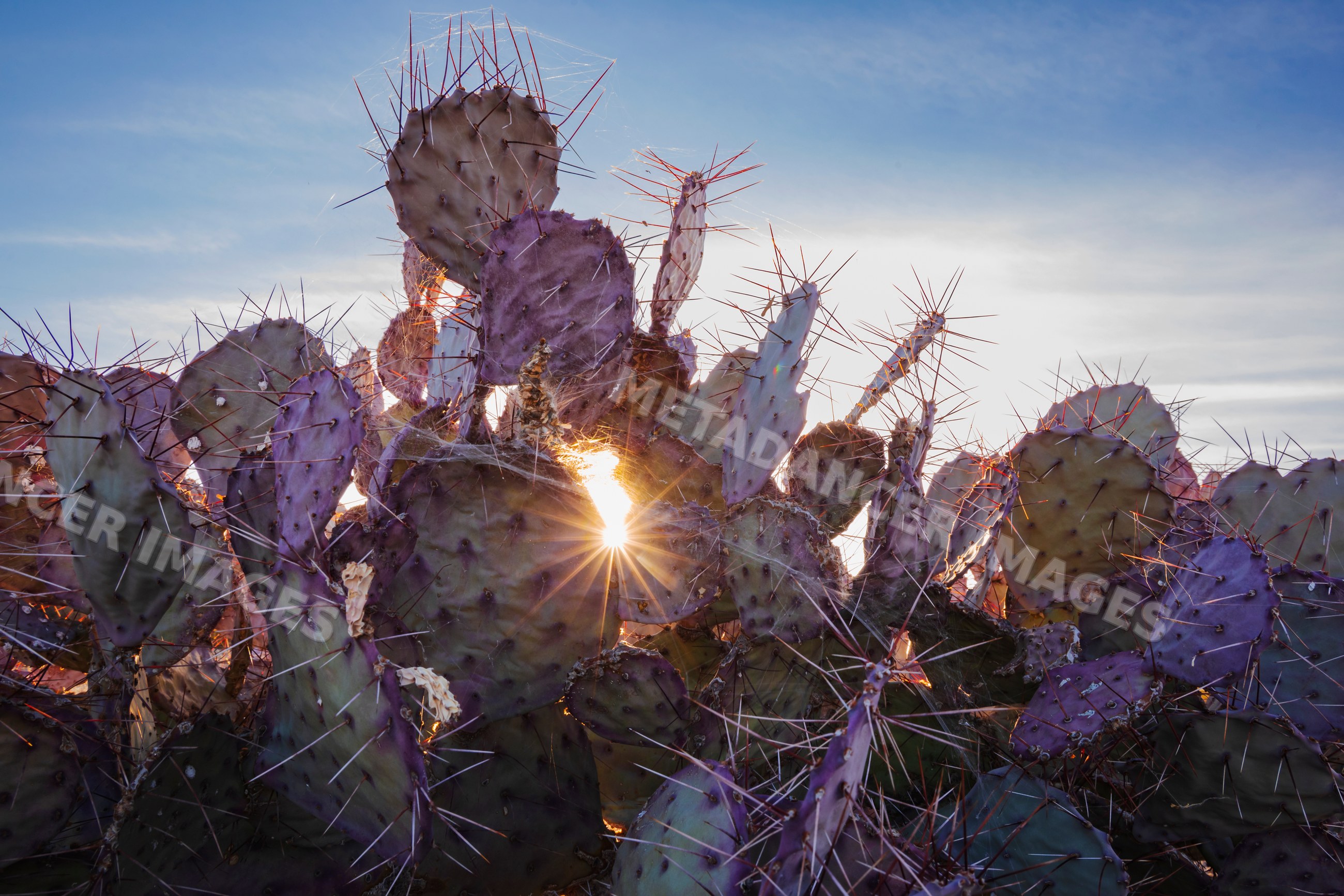Prickly pear cactus at sunrise in big bend national park Texas